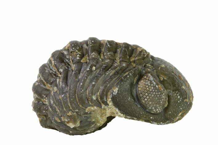 Wide, Partially Enrolled Austerops Trilobite - Morocco #156994